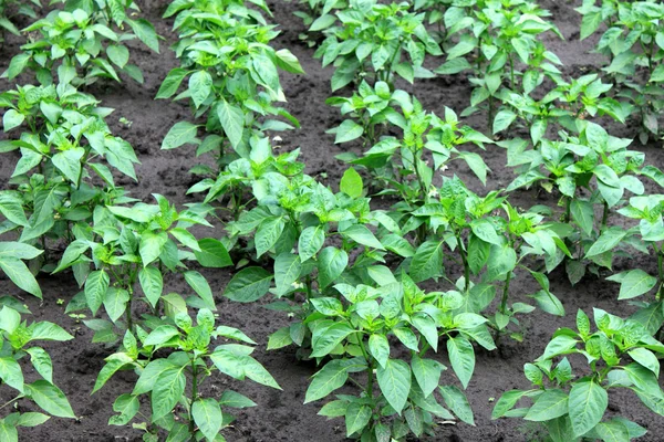 Eine grüne Paprika-Pflanze — Stockfoto