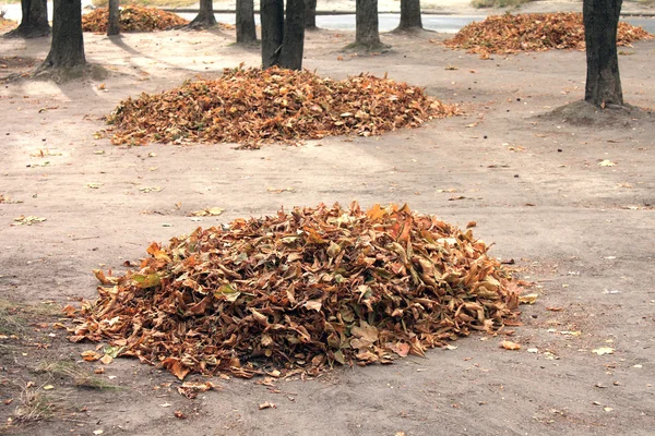 Cumulo di foglie secche in autunno — Foto Stock