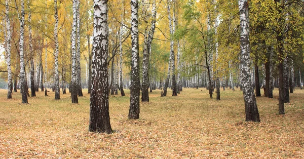 Amarillo bosque de abedul de otoño —  Fotos de Stock