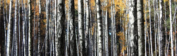 Bříza Lesní krajina panorama — Stock fotografie