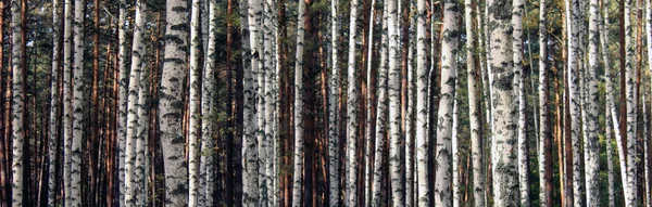 Björk skog landskap panorama — Stockfoto