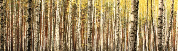 Björk skog landskap panorama — Stockfoto