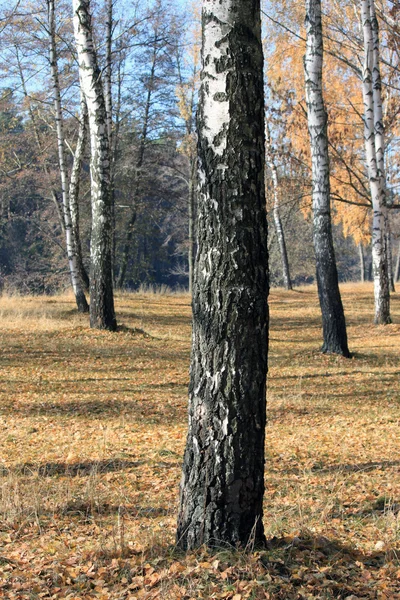 Herbst-Birkenwald-Landschaft — Stockfoto