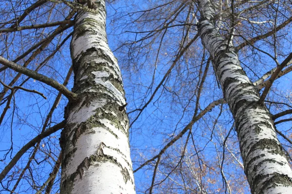 Autumn birch forest landscape — Stock Photo, Image