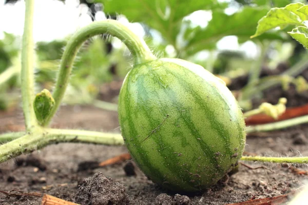 Ung liten vattenmelon i trädgården i fina klart väder — Stockfoto