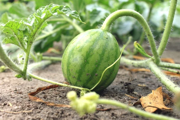 Jonge kleine watermeloen in de tuin bij mooi helder weer — Stockfoto