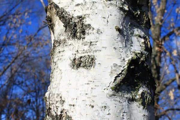 Tronco branco de um vidoeiro contra o céu azul closeup — Fotografia de Stock