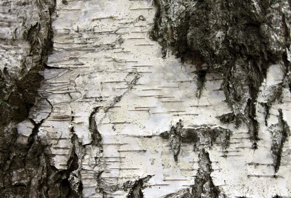 White birch bark, closeup natural texture background — Stock Photo, Image