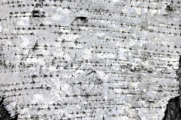 White birch bark, closeup natural texture background — Stock Photo, Image