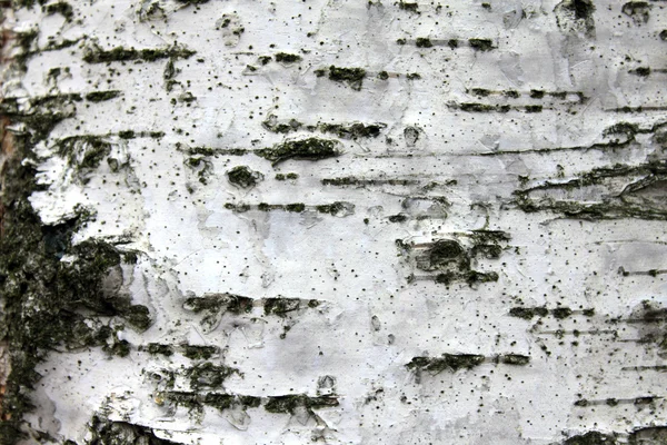 白色桦树树皮, 特写自然纹理背景 — 图库照片