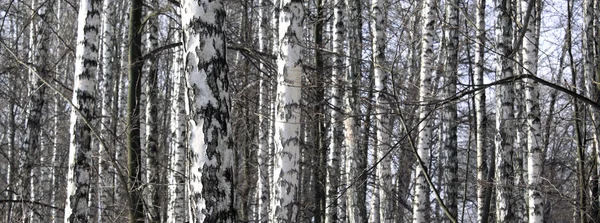 Troncos de bétulas no início da primavera, belo panorama — Fotografia de Stock