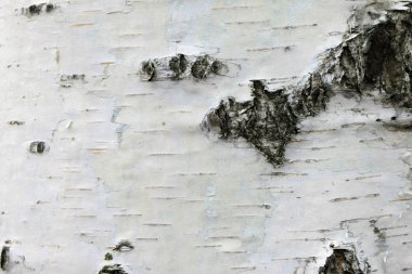 huş kabuğu doku, doğal arka plan kağıdını closeup