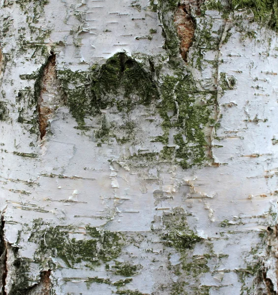 자작나무 껍질 질감, 자연 배경 종이 — 스톡 사진