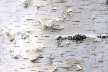 closeup of birch bark texture, natural background paper clipart