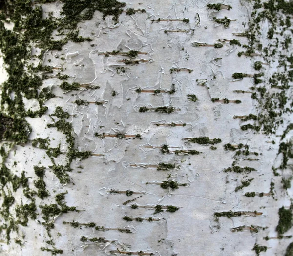Close-up de textura casca de vidoeiro, papel de fundo natural — Fotografia de Stock