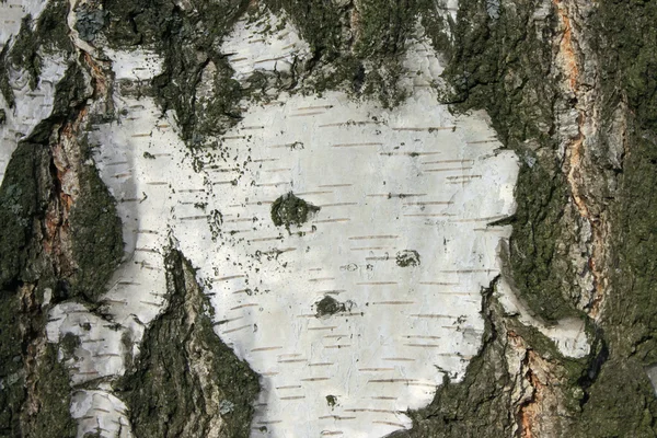 Primer plano de la textura de corteza de abedul, papel de fondo natural —  Fotos de Stock