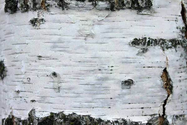 Primer plano de la textura de corteza de abedul, papel de fondo natural —  Fotos de Stock