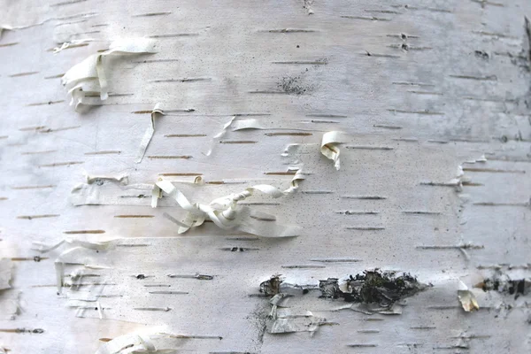 Closeup of birch bark texture, natural background paper — Stock Photo, Image