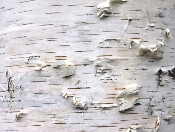 Closeup of birch bark texture, natural background paper — Stock Photo, Image