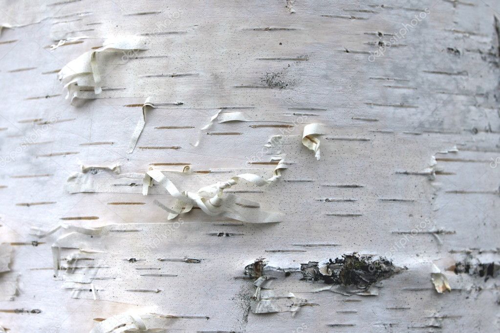 closeup of birch bark texture, natural background paper