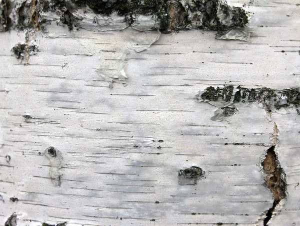 Huş kabuğu doku, doğal arka plan kağıdını closeup — Stok fotoğraf