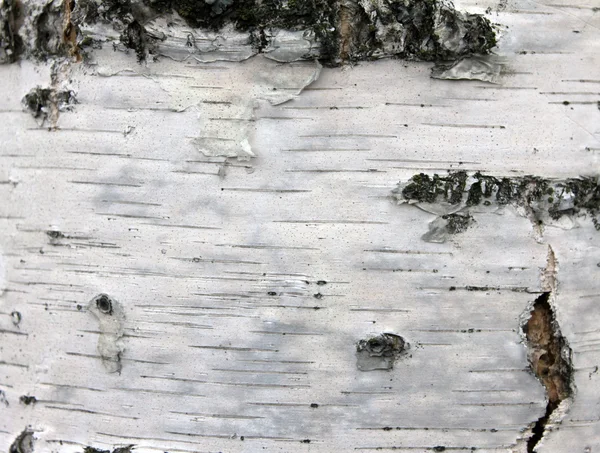 Primer plano de la textura de corteza de abedul, papel de fondo natural —  Fotos de Stock