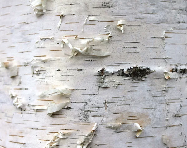 Closeup of birch bark texture, natural background paper — Stock Photo, Image