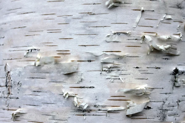 Closeup of birch bark texture, natural background paper — Stock Photo, Image