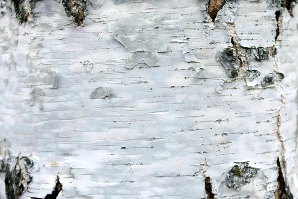 Primer plano de la textura de corteza de abedul, papel de fondo natural —  Fotos de Stock