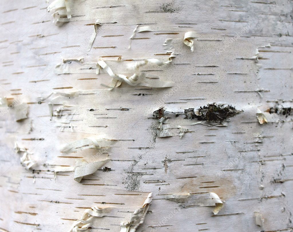 closeup of birch bark texture, natural background paper