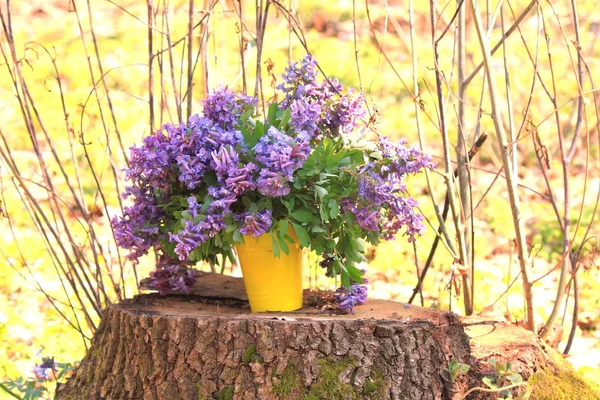 First spring flowers. Spring flowers. Spring Background. Bouquet of forest flowers. — Stock Photo, Image