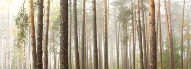 Çam ormanı. Güzellikler.