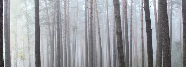 Tallskog. Vackra panorama. — Stockfoto