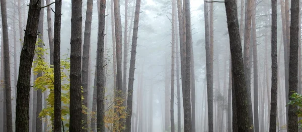 Une forêt de pins. Beau panorama . — Photo