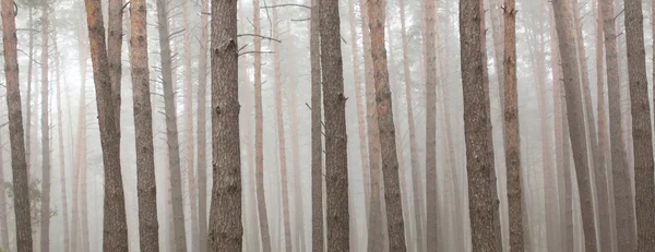 松林。美しいパノラマ. — ストック写真