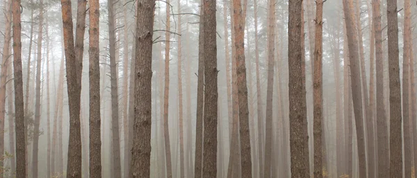 소나무 숲입니다. 아름 다운 파노라마. — 스톡 사진