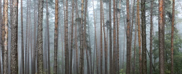 Floresta de pinheiro. Belo panorama . — Fotografia de Stock