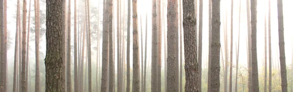 Tallskog. Vackra panorama. — Stockfoto