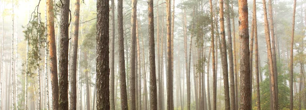 Tallskog. Vackra panorama. — Stockfoto