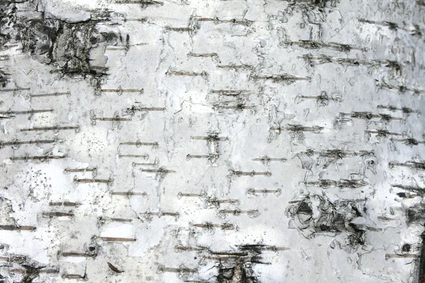 Birch bark textur bakgrundsdokument på nära håll — Stockfoto