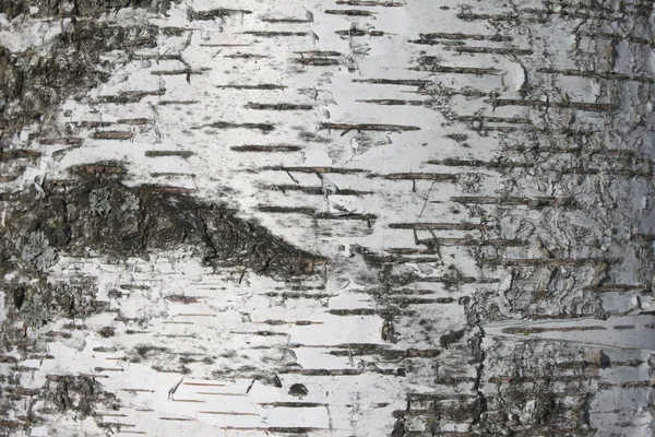 Birch bark texture background paper close up — Stock Photo, Image