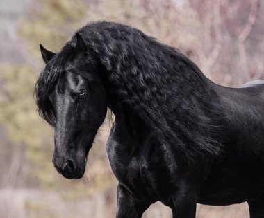 Uzun yeleli Friesian aygırı özgürce koşuyor.