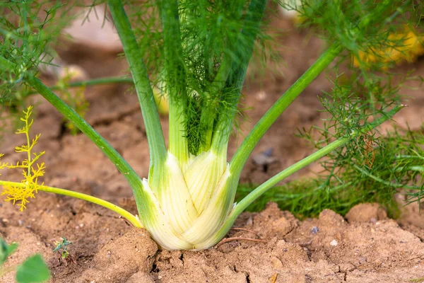 detail of a young fennel plant in the garden