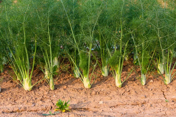 young fennel plants grow in the garden