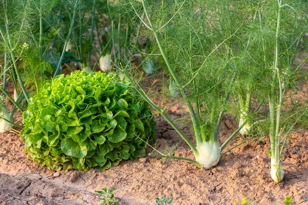 young fennel and a salad