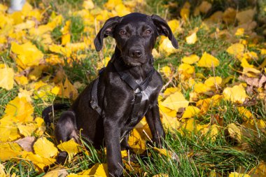 Labrador köpek yavrusu sonbaharda renkli yaprakların üzerinde oturuyor.