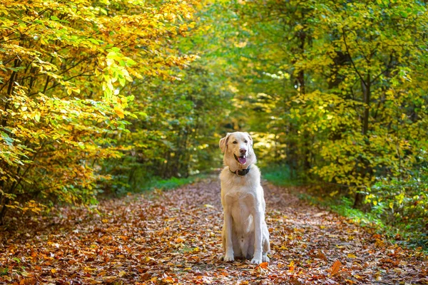 Weißer Hund Sitzt Herbstwald Auf Einem Pfad — Stockfoto