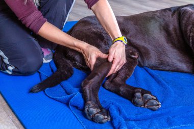 Doktorun muayenehanesinde bir köpeğin arka bacak terapisi.