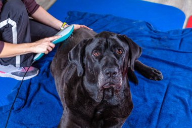 Büyük siyah köpek tedavi sırasında lazer tedavisi görüyor.