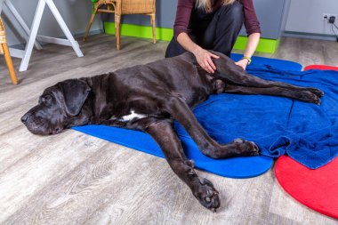 Büyük siyah köpek yerde yatıyor ve kalçasına masaj yaptırıyor.